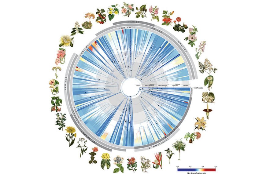 A New Tree of Flowering Plants? For Spring? Groundbreaking.